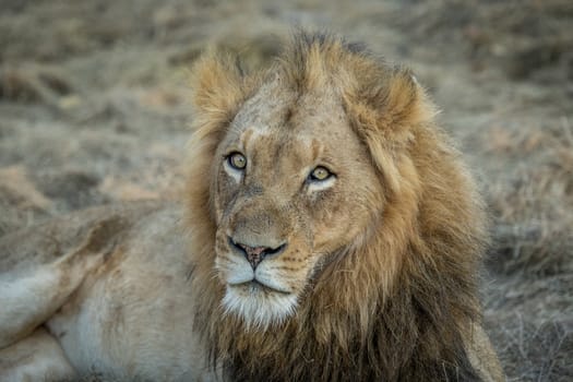 Starring male Lion in the Kapama game reserve, South Africa.