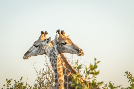 Side profile of two Giraffes in the Kruger National Park, South Africa.