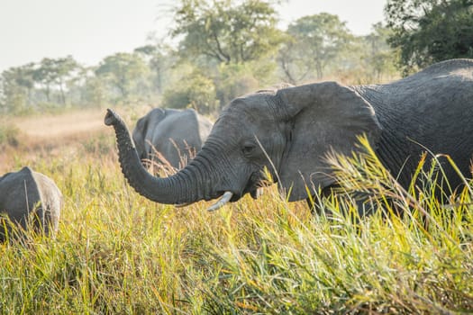 Drinking Elephants in the Kruger National Park, South Africa.