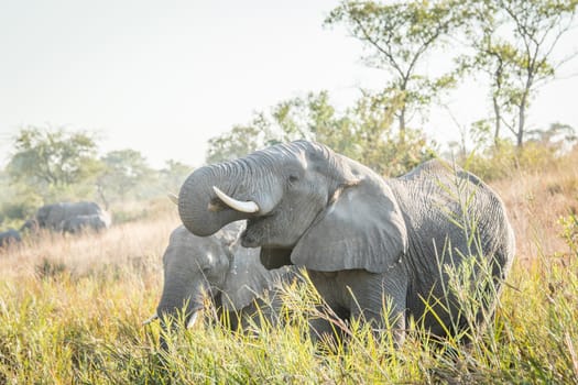 Drinking Elephants in the Kruger National Park, South Africa.