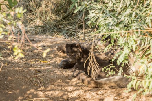 Tiny baby Spotted hyena pup in the sand in the Kruger National Park, South Africa.