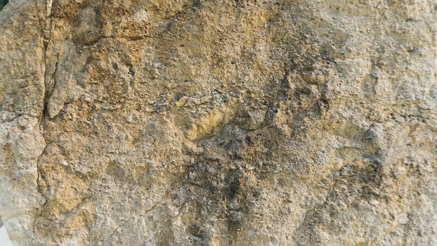 Diplopora Dolomite Rock Layers. Pen for scale usable as texture or background