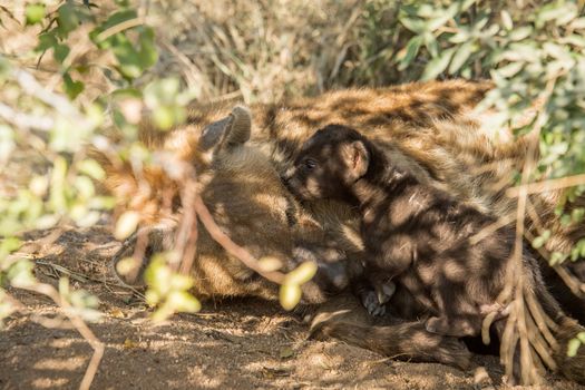 Tiny Spotted hyena pup with mother in the Kruger National Park, South Africa.