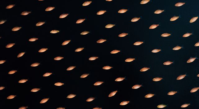 Gold Fish Isolated on a Black Background.
