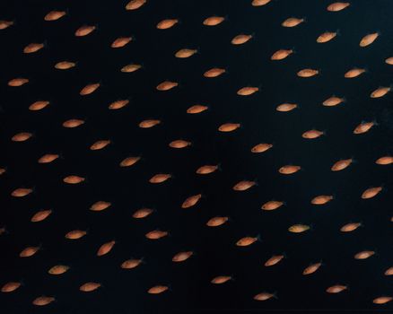 Gold Fish Isolated on a Black Background.