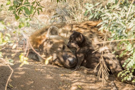 Tiny Spotted hyena pup with mother in the Kruger National Park, South Africa.