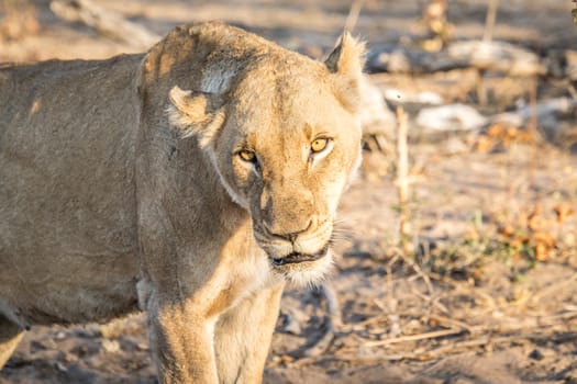 Starring Lioness in the Sabi Sabi game reserve, South Africa.