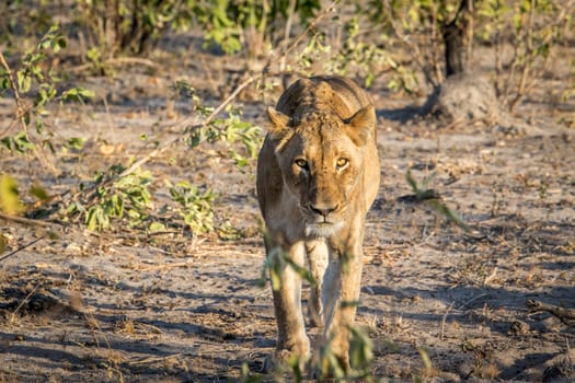 Lioness walking towards the camera in the Sabi Sabi game reserve, South Africa.