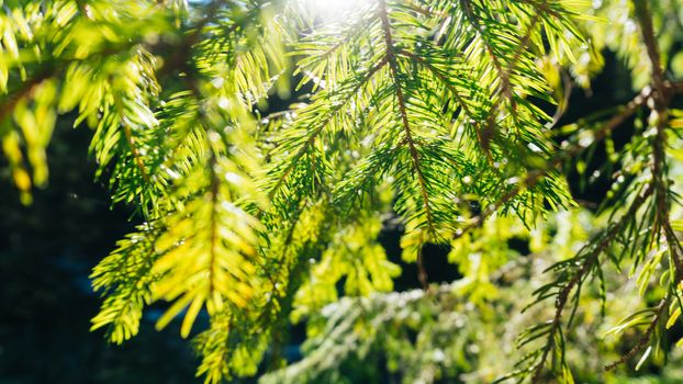 Nature background of sunny pine tree needles on branch. Wild nature background. Nature background. Green nature. Nature background. Nature pattern Nature Great nature Background nature