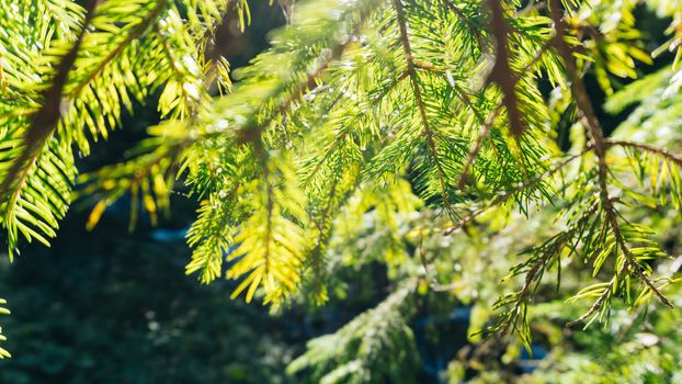 Nature background of sunny pine tree needles on branch. Wild nature background. Nature background. Green nature. Nature background. Nature pattern Nature Great nature Background nature