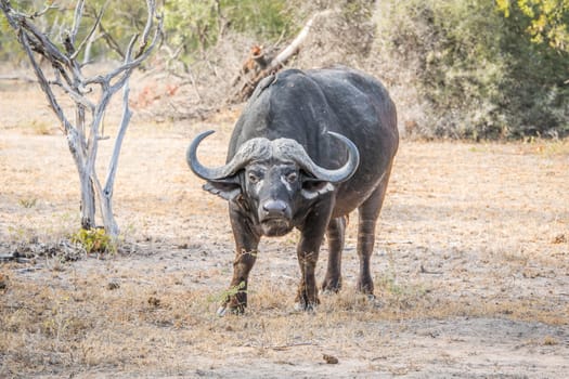 Buffalo starring at the camera in the Kruger National Park, South Africa.
