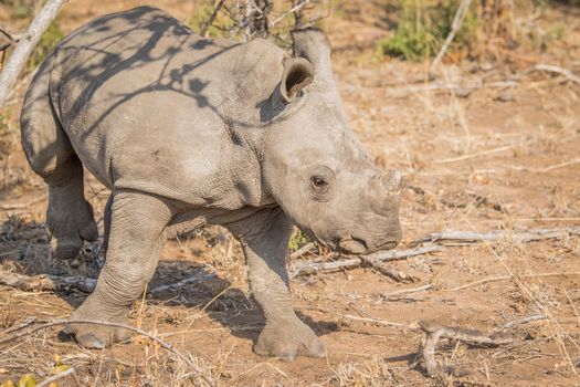 Baby White rhino in the Kruger National Park, South Africa.