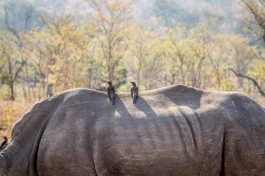 Two Red-billed oxpecker on a Rhino in the Kruger National Park, South Africa.