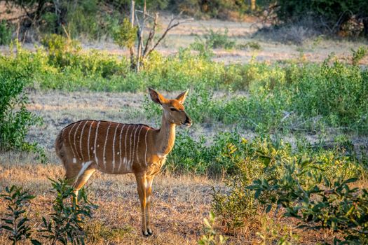 Female Nyala starring in the Kruger National Park, South Africa.
