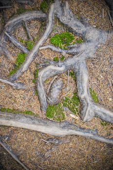 tree roots and moss on the ground in the Carpathian mountains