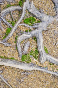tree roots and moss on the ground in the Carpathian mountains