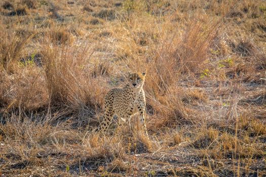 Cheetah blending in the grasses in the Sabi Sabi game reserve, South Africa.