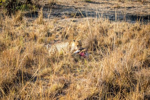 Cheetah eating from a Reedbuck carcass in the grass in the Sabi Sabi game reserve, South Africa.