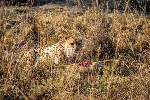 Cheetah eating from a Reedbuck carcass in the grass in the Sabi Sabi game reserve, South Africa.