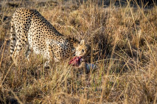 Cheetah eating from a Reedbuck carcass in the grass in the Sabi Sabi game reserve, South Africa.