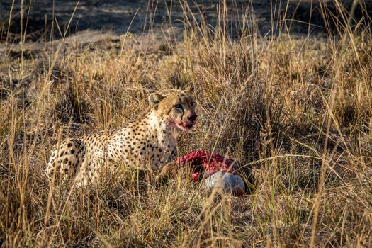 Cheetah eating from a Reedbuck carcass in the grass in the Sabi Sabi game reserve, South Africa.