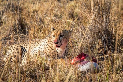 Cheetah eating from a Reedbuck carcass in the grass in the Sabi Sabi game reserve, South Africa.