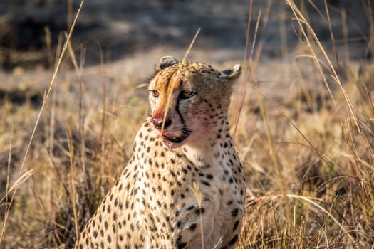 Starring Cheetah with a bloody face in the Sabi Sabi game reserve, South Africa.