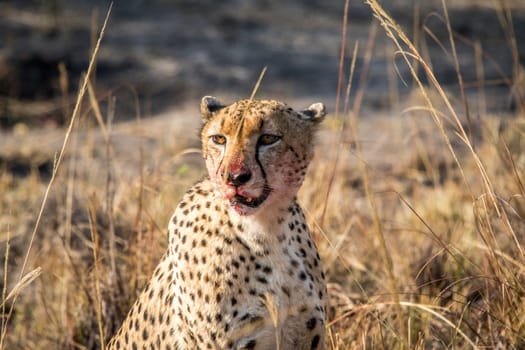 Starring Cheetah with a bloody face in the Sabi Sabi game reserve, South Africa.