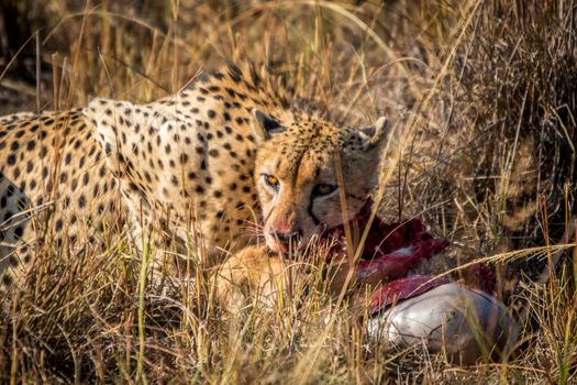 Cheetah eating from a Reedbuck carcass in the grass in the Sabi Sabi game reserve, South Africa.