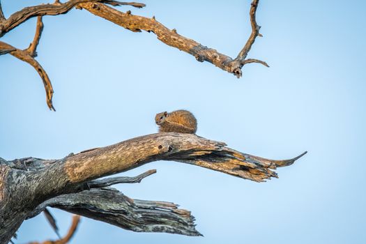 Tree squirrel on a branch in the Kruger National Park, South Africa.