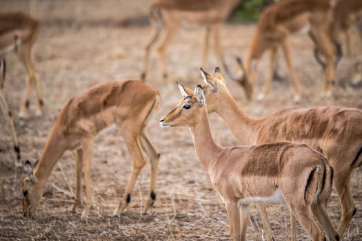 A group of female Impalas in the Kruger National Park, South Africa.