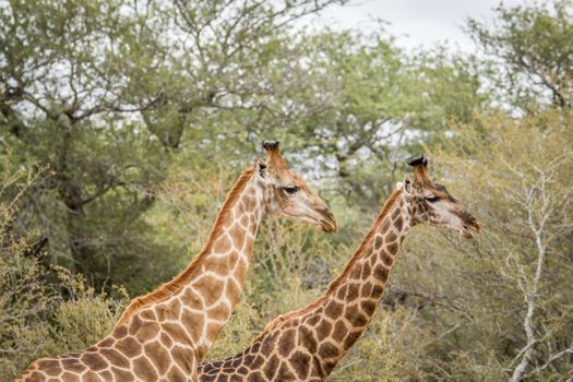 Two Giraffes in the Kruger National Park, South Africa.