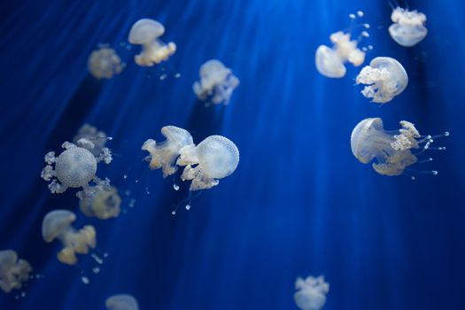 medusa jellyfish underwater diving photo egypt red sea