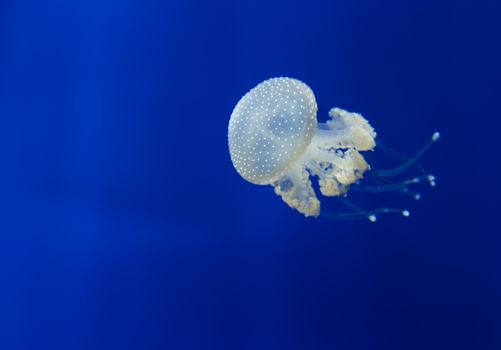 medusa jellyfish underwater diving photo egypt red sea