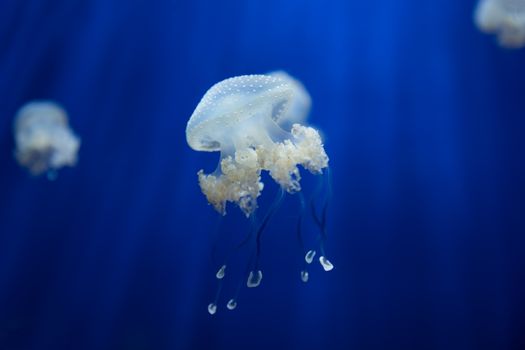 medusa jellyfish underwater diving photo egypt red sea