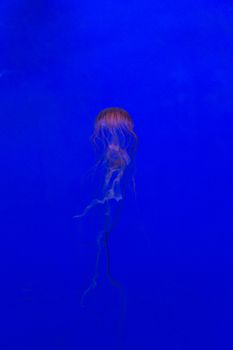 medusa jellyfish underwater diving photo egypt red sea