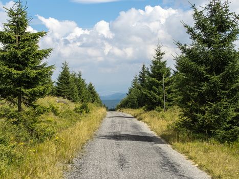 Mountain road or path through young forest in Orlicke mountains, central Europe, countryside traveling hiking walking, with bottom center copyspace
