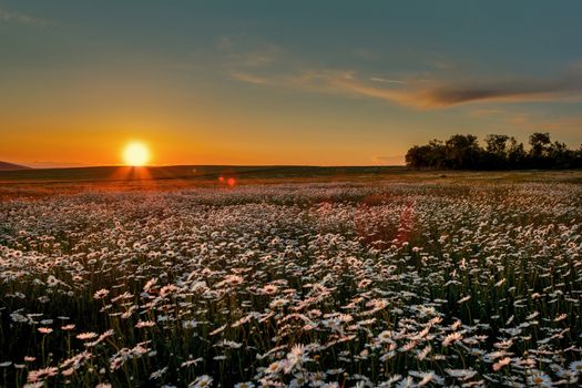 Camomile on a background of a sunset cloudy sky