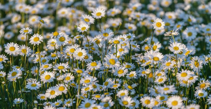 Wild chamomile flowers on a field on a sunny day. shallow depth of field, View from above