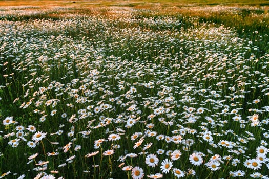 Panorama Sunset over a field of daisies