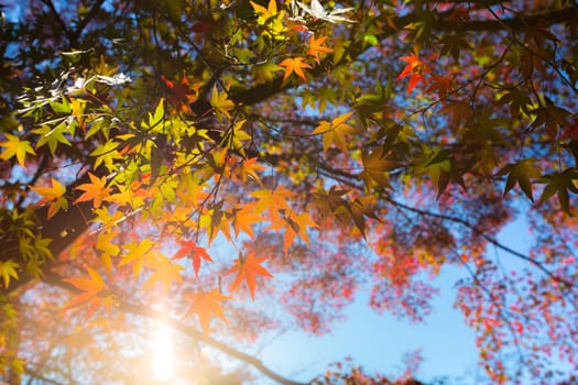 autumn leaves Yellow, orange and red in beautiful fall park.