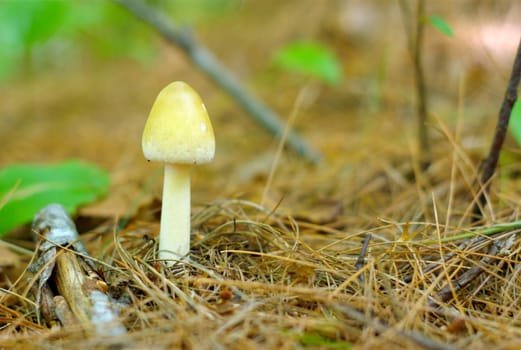 white mushroom growing in the forest ecosystem