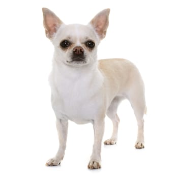 white chihuahua in front of white background