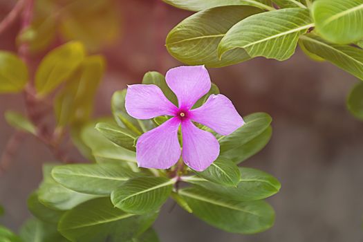 Purple Catharanthus roseus flower. Pink Wildflower.