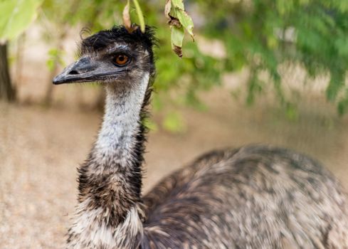 Beautiful head of emu in nature