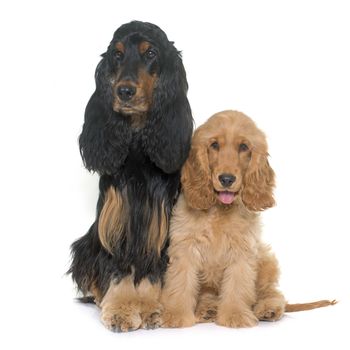 two cocker spaniels in front of white background