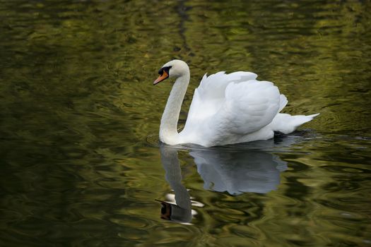 White swan floating on the surface of the water in the lake in the woods.