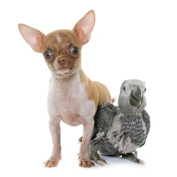 baby gray parrot and chihuahua in front of white background