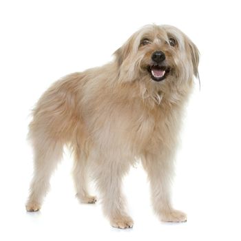 pyrenean shepherd in front of white background