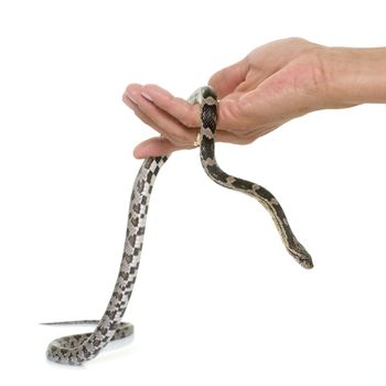 corn snake in front of white background